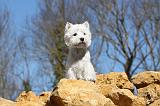WESTIE 010
